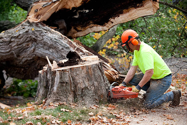 Best Tree Stump Removal  in Trumann, AR